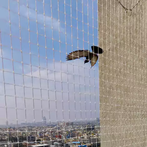 Pigeon Safety Nets Installation Hyderabad