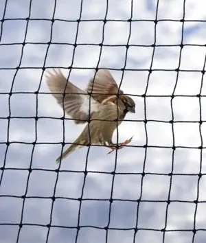 Anti Bird Nets Hyderabad