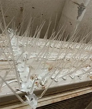 Bird Spikes Hyderabad