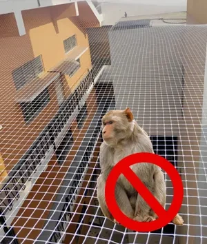 Monkey Safety Nets Hyderabad