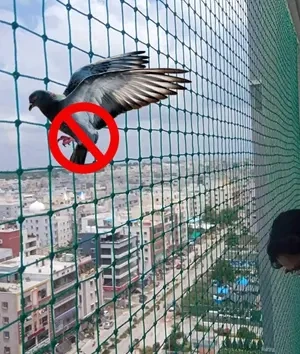 Pigeon Safety Nets Hyderabad