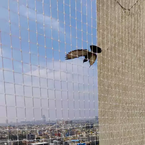 Pigeon Nets Hyderabad